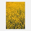Artwork poster of field of yellow flowers on a white background