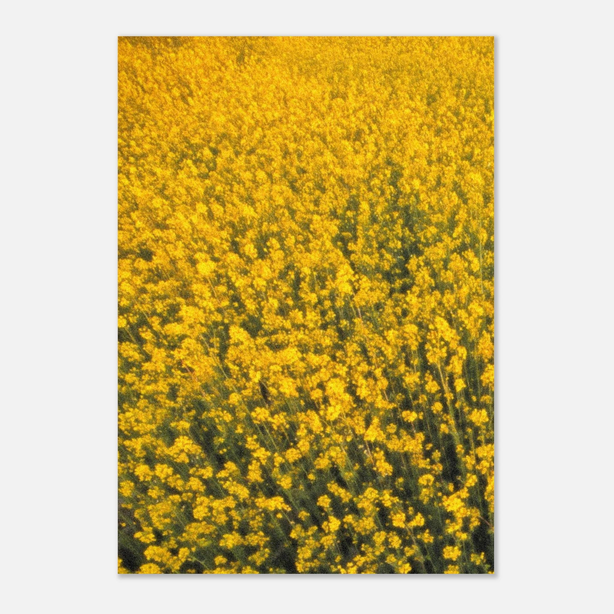 Artwork poster of field of yellow flowers on a white background